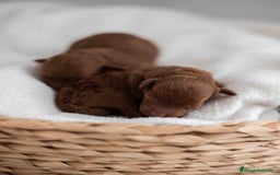 Caniche Toy perros en venta: Caniche toy rojos - Imagen 2