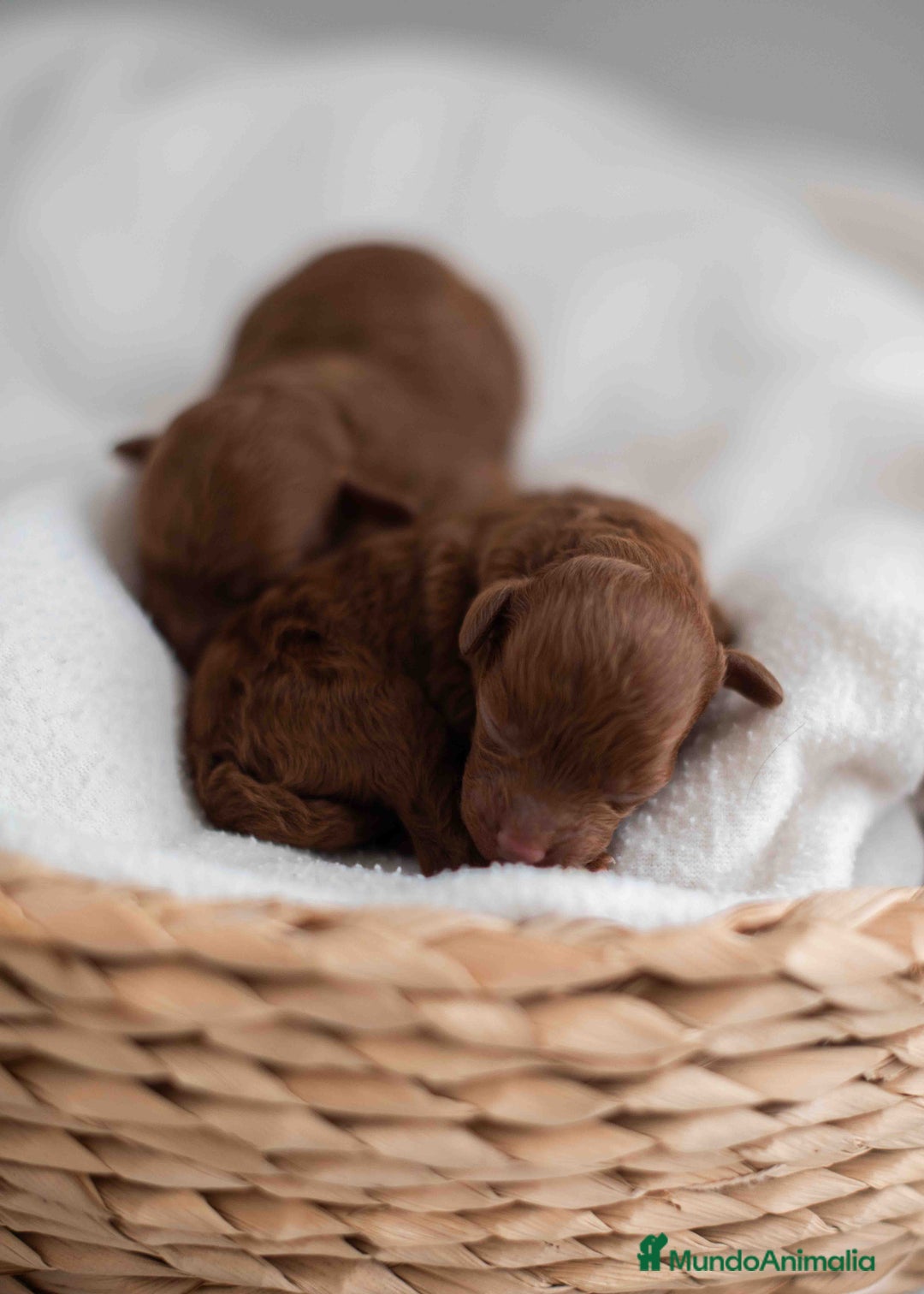 Caniche Toy perros en venta: Caniche toy rojos - Imagen 2