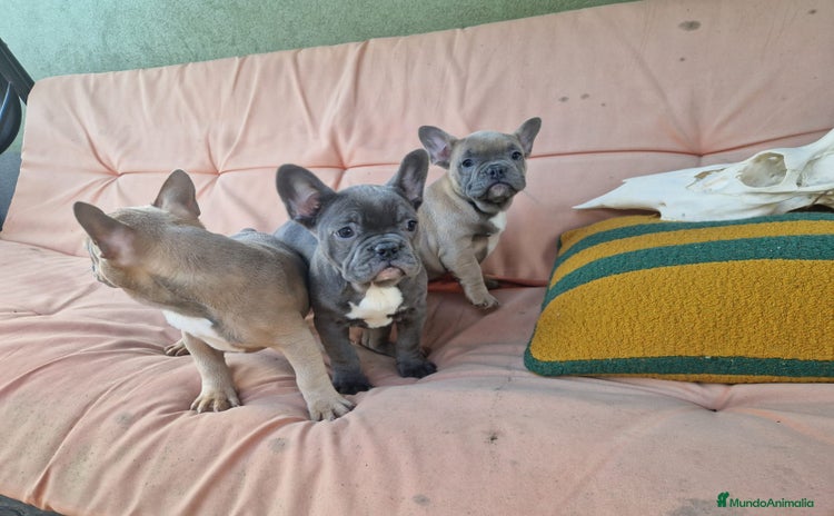Bulldog Francés perros - Propaganda 7