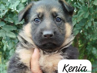 Pastor Alemán perros PASTOR ALEMAN BEBE - Anuncio 11