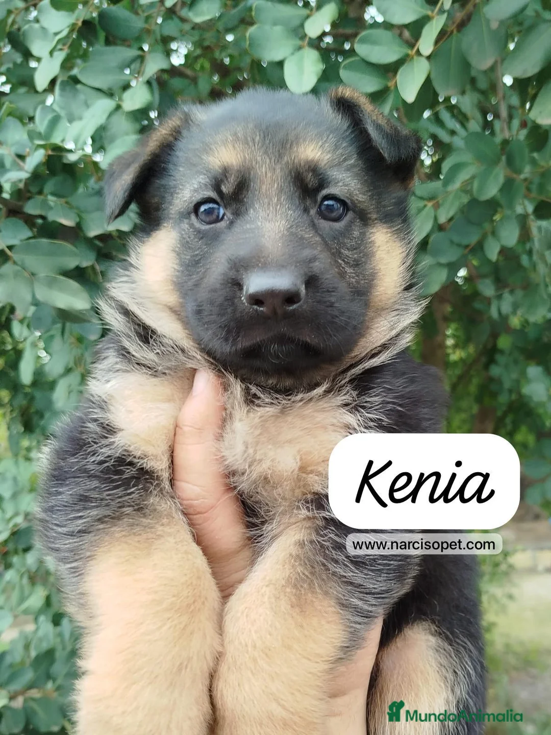 Pastor Alemán perros en venta: PASTOR ALEMAN BEBE - Anuncio 1