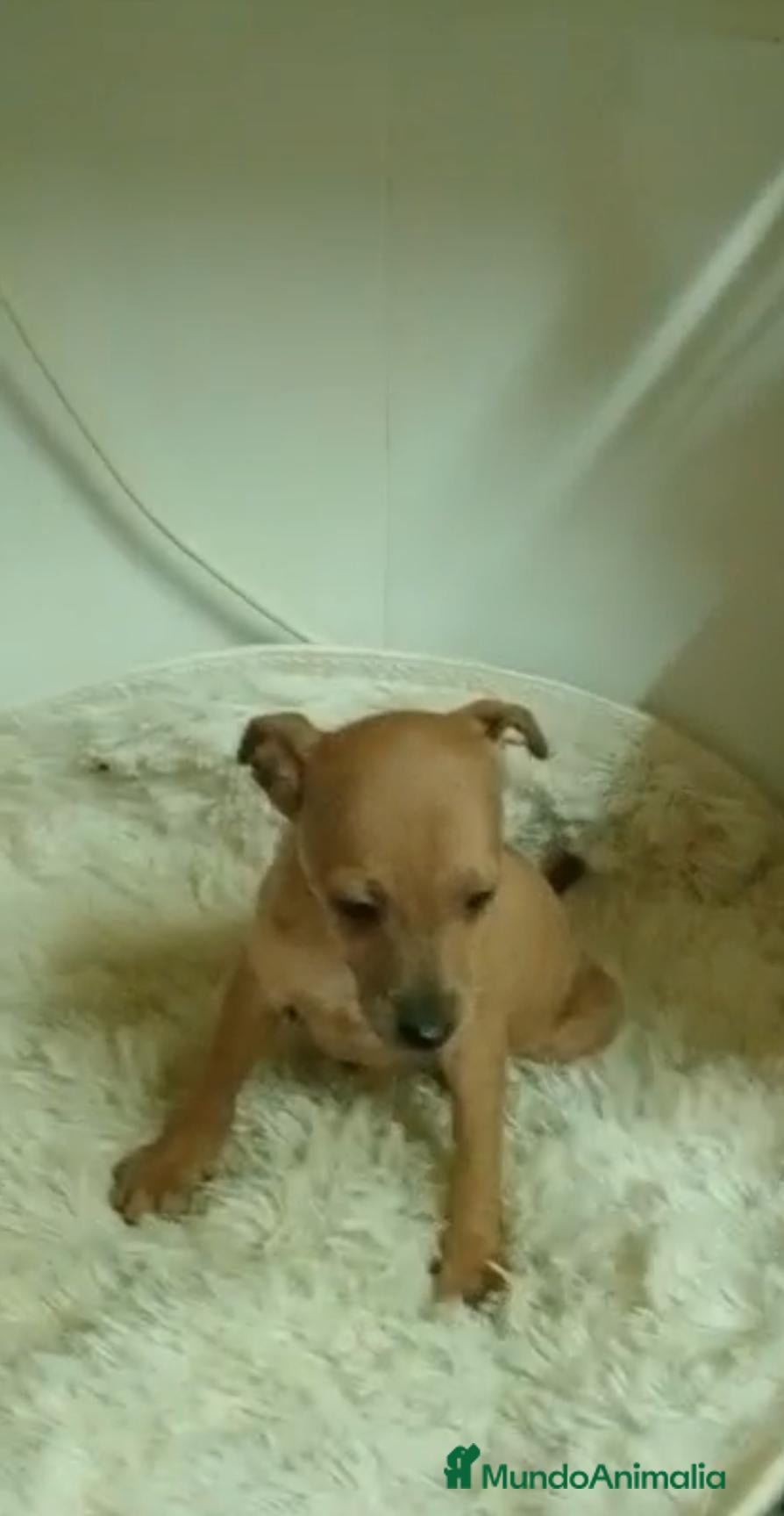 Raza Mixta perros Lebrel cruzado - Anuncio 25