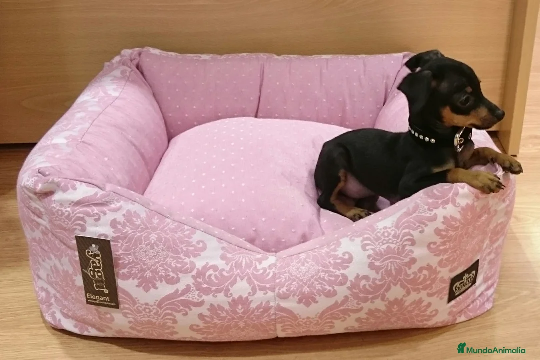 Ratón de Praga perros en venta: Ratón de Praga en Barcelona - Anuncio 2