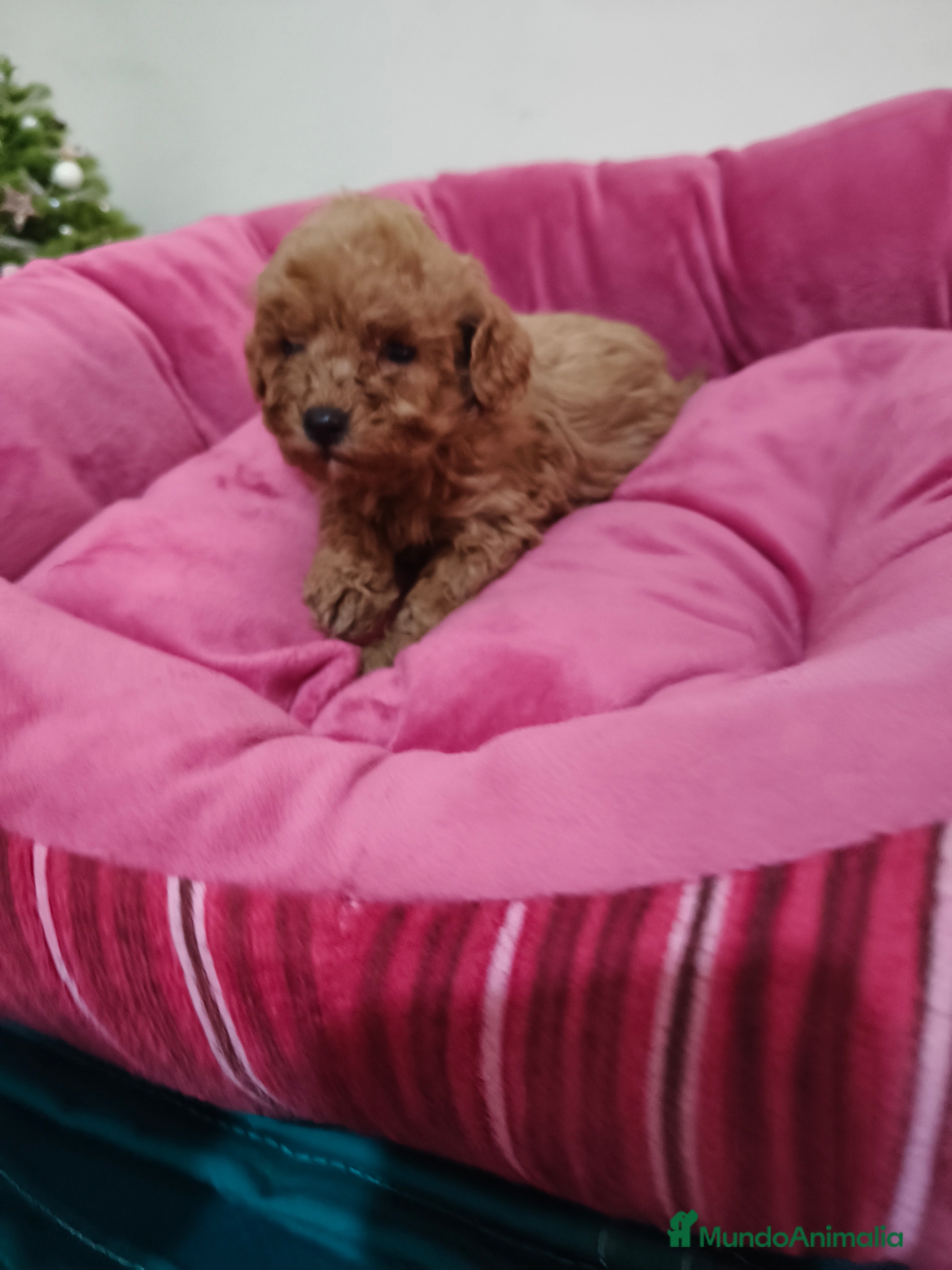 Caniche Toy perros Caniche Toy - Anuncio 1