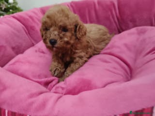 Caniche Toy perros Caniche Toy - Anuncio 27