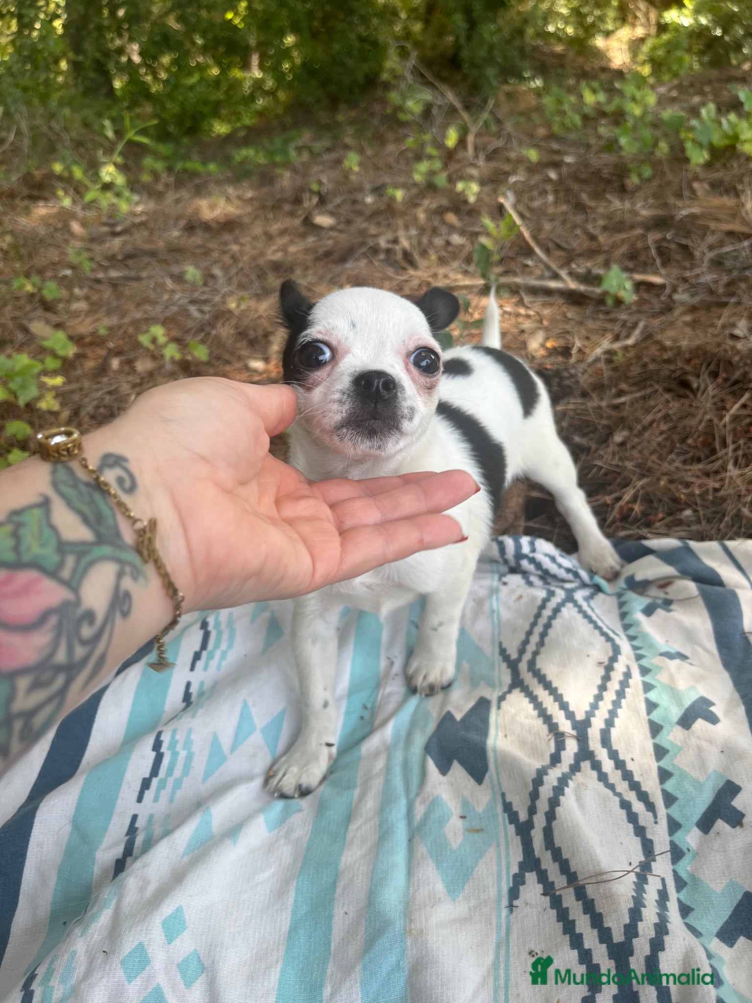 Chihuahua perros Chihuhua hembra - Anuncio 1