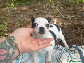 Chihuahua perros Chihuhua hembra - Anuncio 1