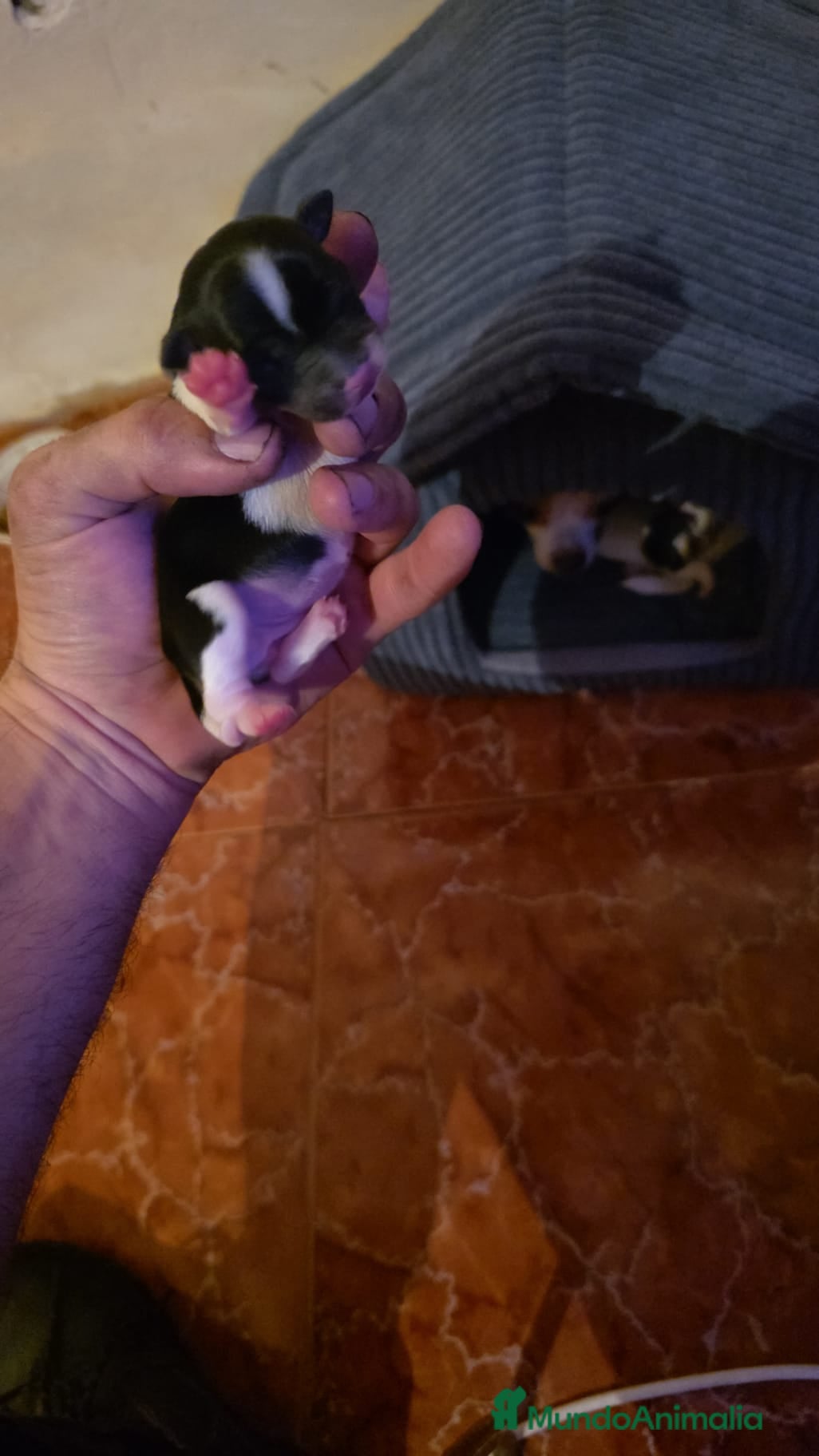 Chihuahua perros Chihuahuas ya puedes reservar el tuyo  - Anuncio 3