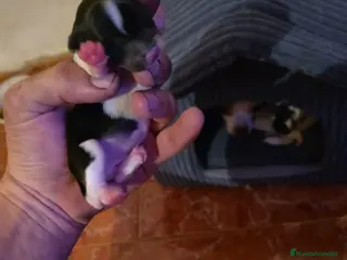 Chihuahua perros Chihuahuas ya puedes reservar el tuyo - Anuncio 3