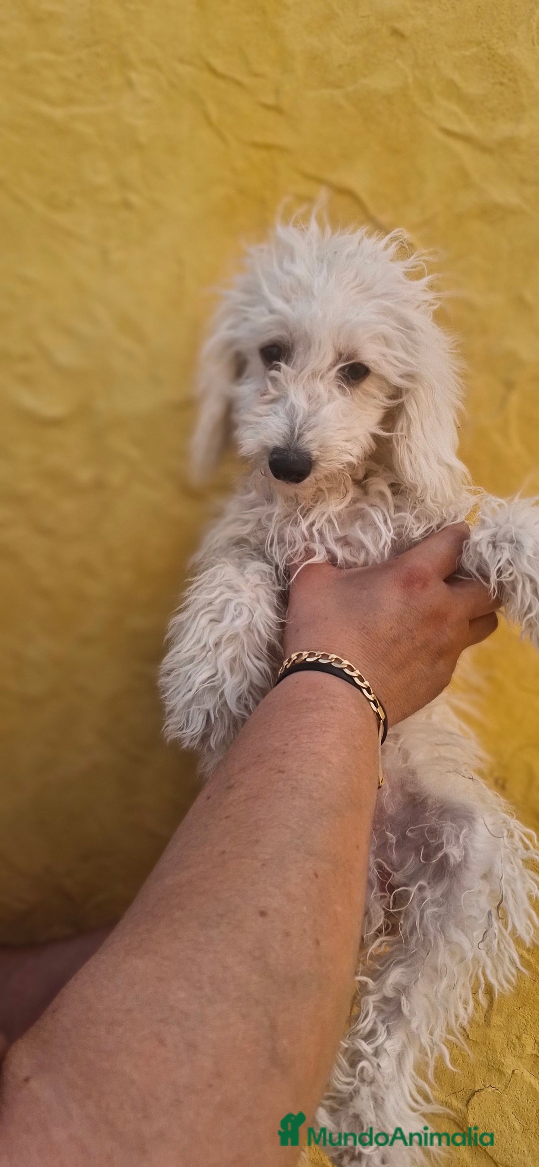 Caniche Toy perros en venta: Caniche toy - Imagen 3
