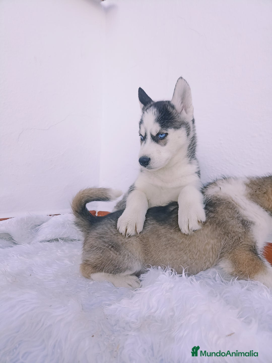 Husky Siberiano perros en venta: Camada de husky siberianos  - Anuncio 2