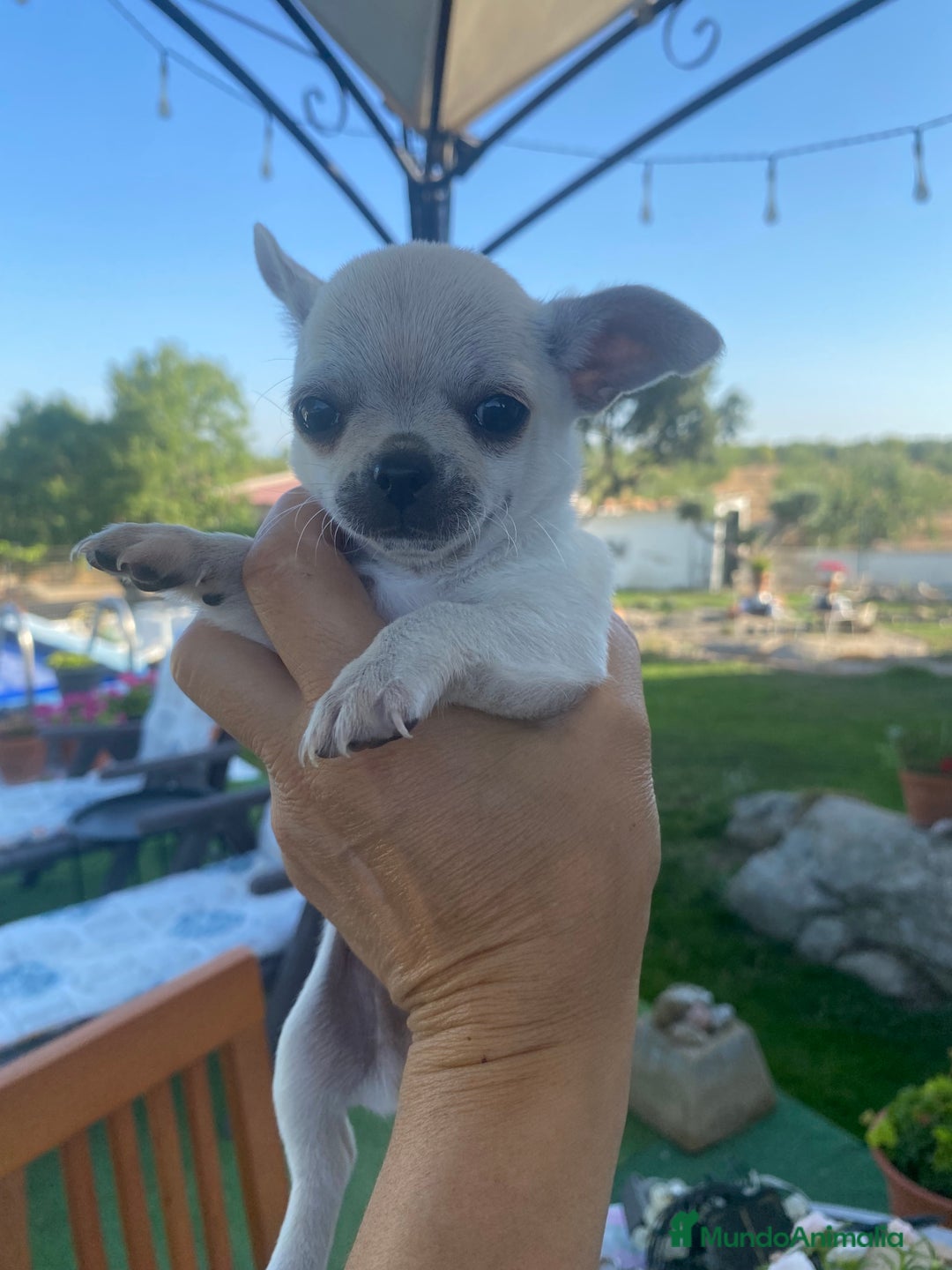 Chihuahua perros en venta: ÚLTIMOS 3 MACHOS - Imagen 15