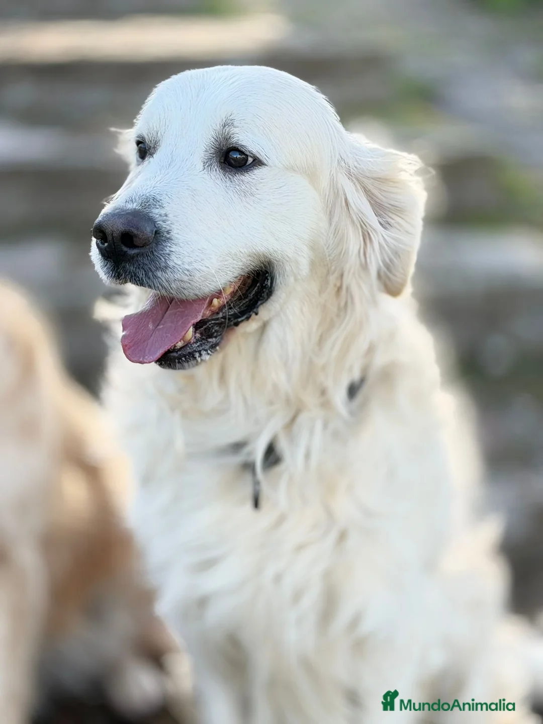 Golden Retriever perros en venta: Golden's blancos - Anuncio 1