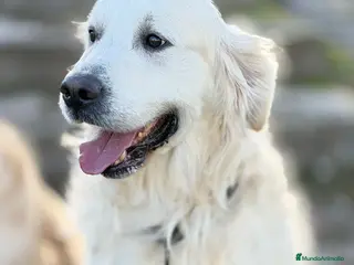 Golden Retriever perros Golden's blancos - Anuncio 1