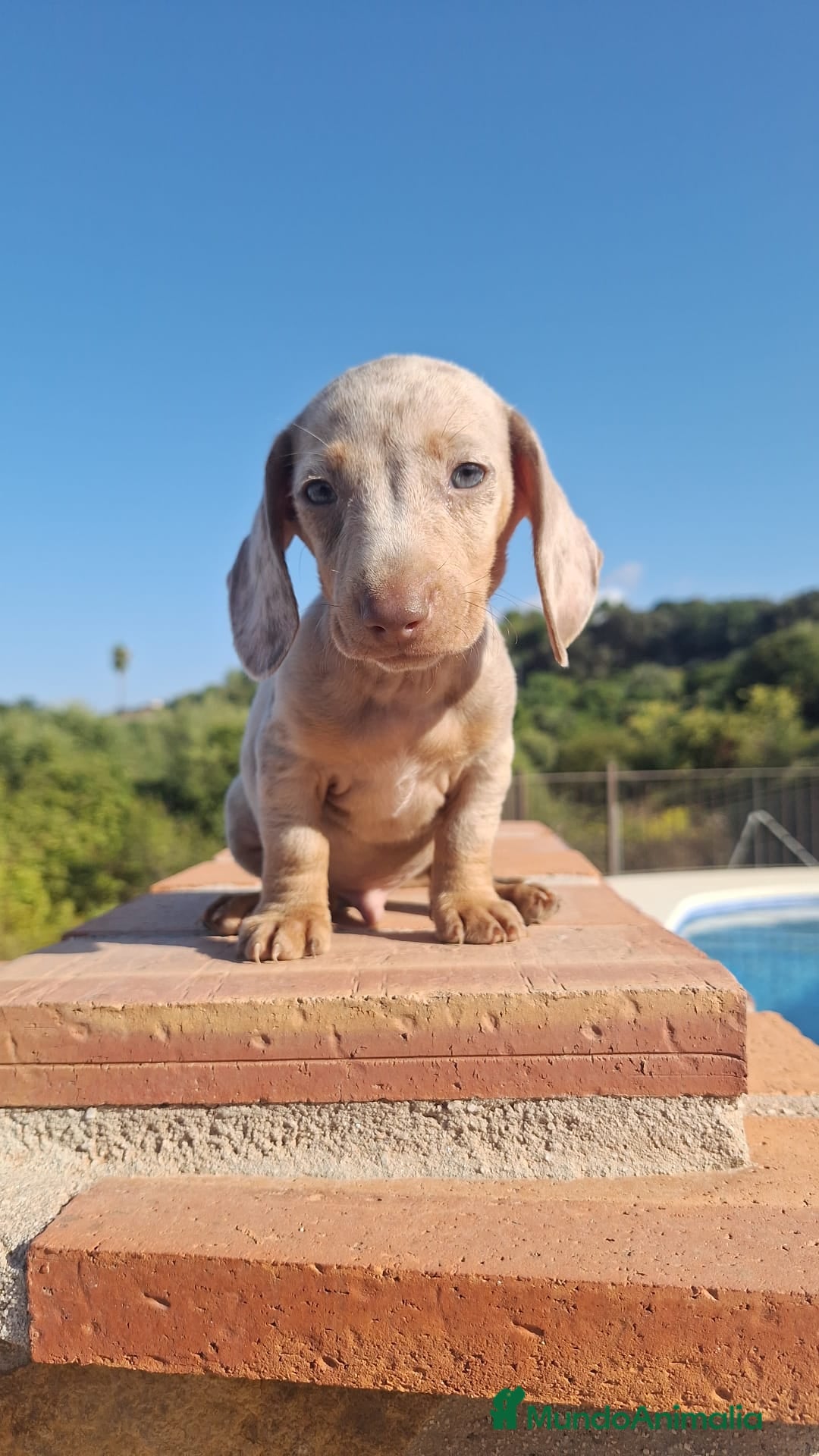 Teckel perros en venta: Teckel Arlequin Macho - Imagen 3