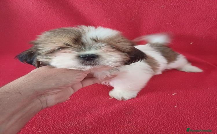Shih Tzu perros - Propaganda 3