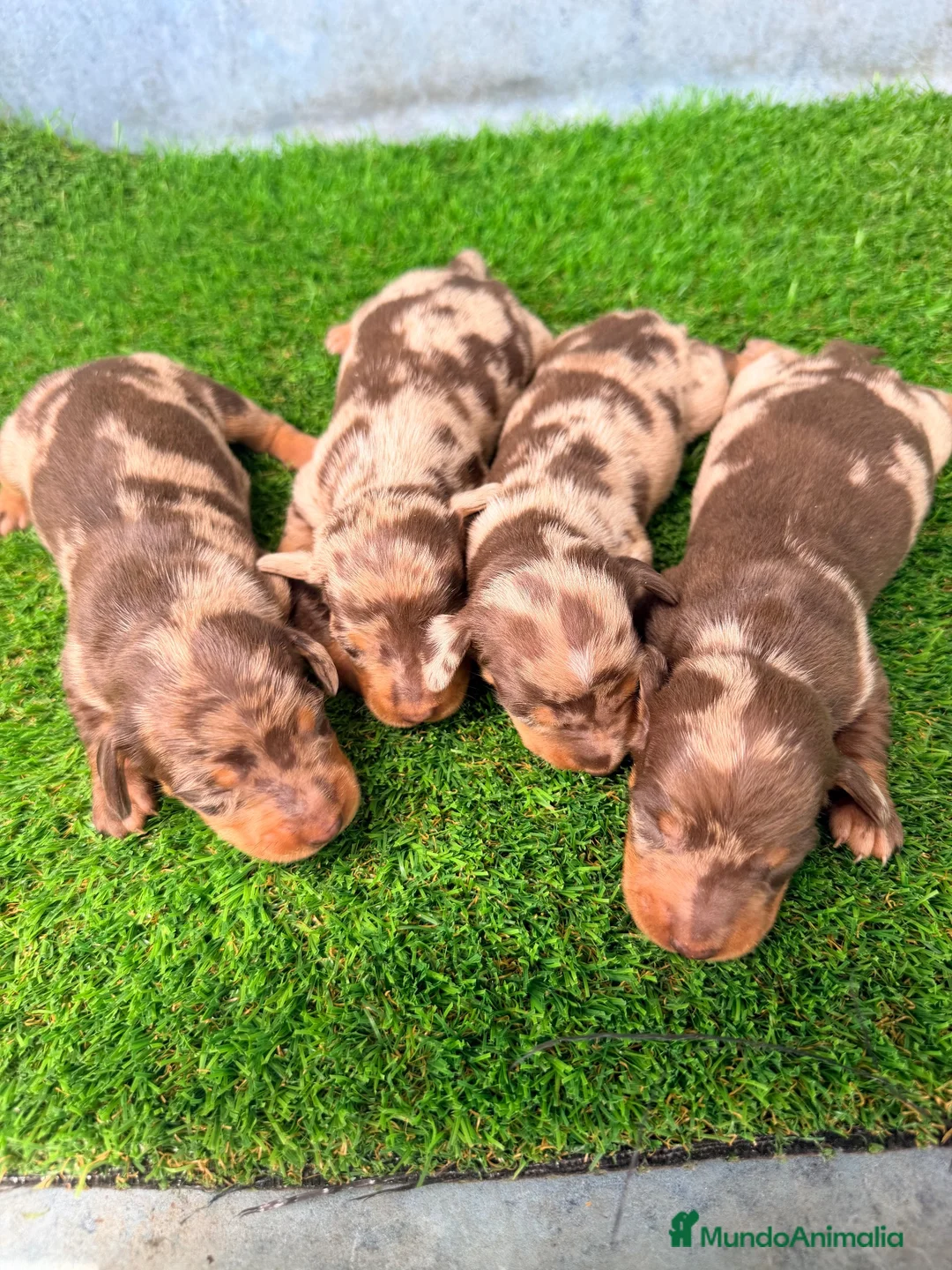 Teckel Miniatura perros en venta: TECKELS MINIATURA  - Anuncio 1