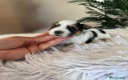 Yorkshire Terrier perros en venta: YORKSHIRE BIEWER HEMBRA - Anuncio 10