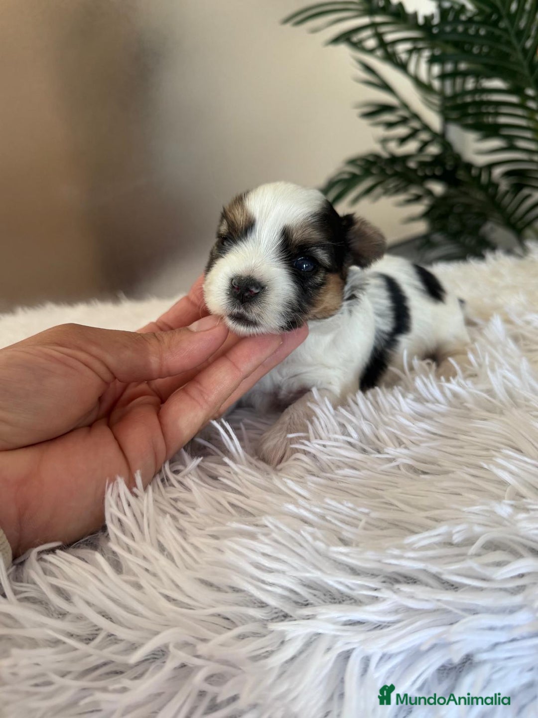 Yorkshire Terrier perros en venta: YORKSHIRE BIEWER HEMBRA - Anuncio 10