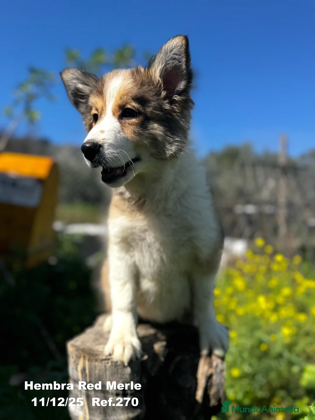 Border Collie perros en venta: Border Collie De Villa Biznaga - Anuncio 9