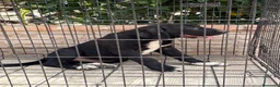 Pastor de Asia Central perros en venta: Cachorro Alabai macho - Anuncio 3
