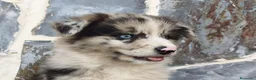 Raza Mixta perros en venta: BORDERPOM (BORDER COLLIE + POMERANIA) - Anuncio 3