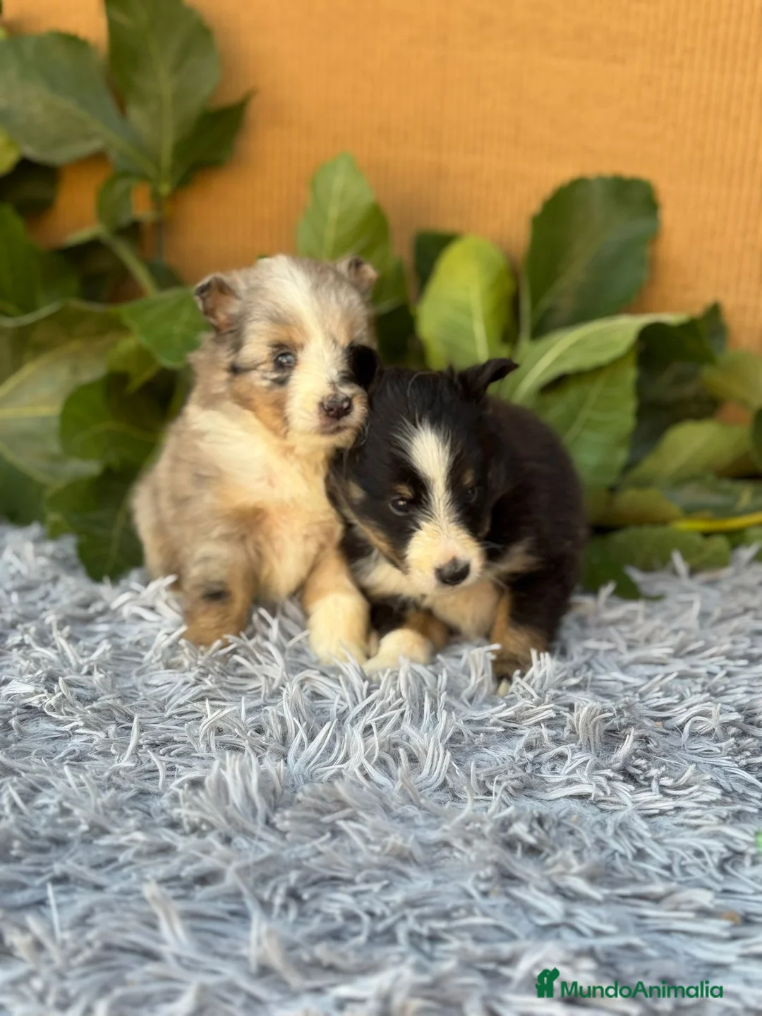 Perro Pastor de las Shetland perros en venta: SHELTIE HEMBRITAS  - Anuncio 5