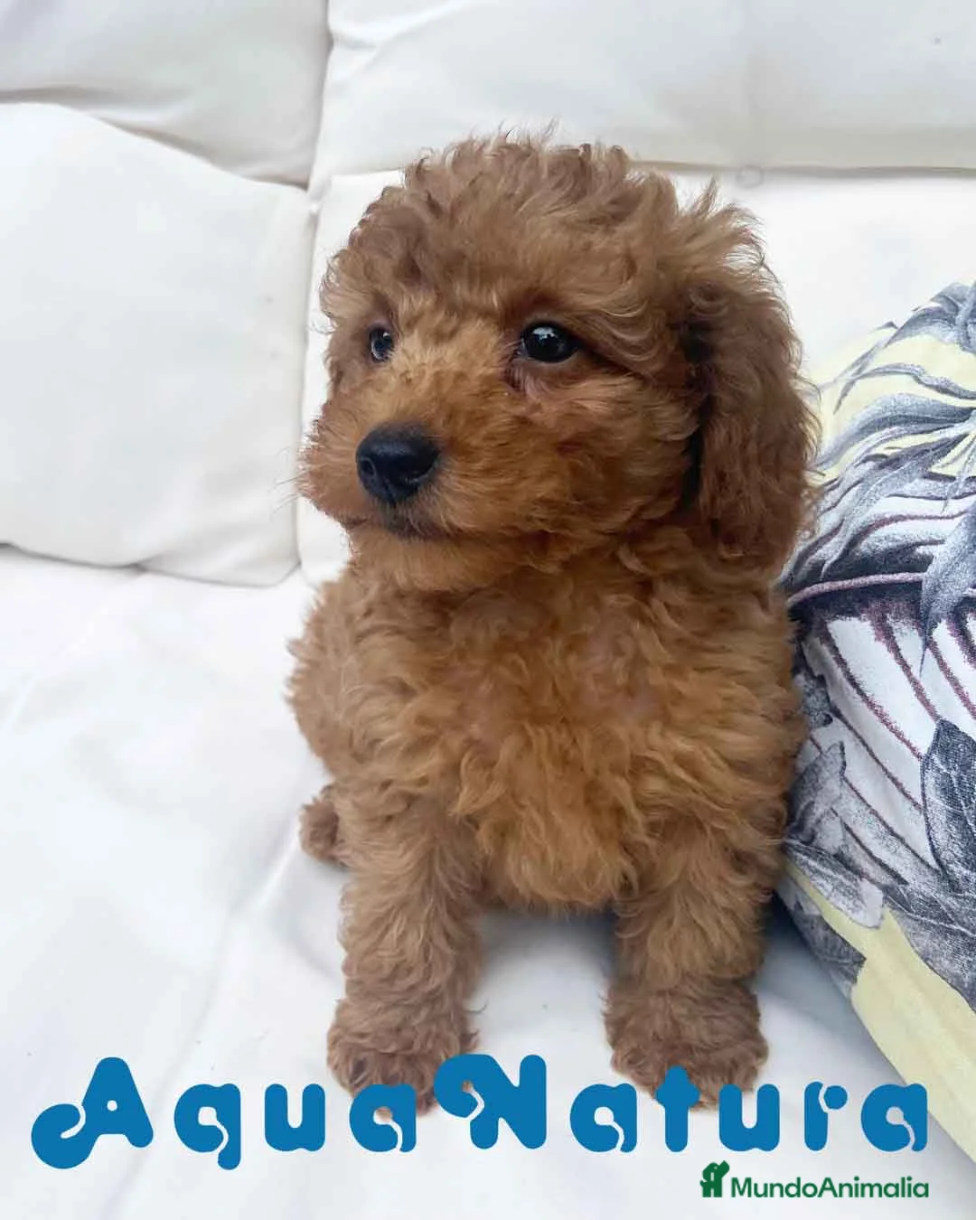 Caniche Mediano perros en venta: Caniche Macho 7353 de Camila - AQUANATURA en Barcelona - Anuncio 8