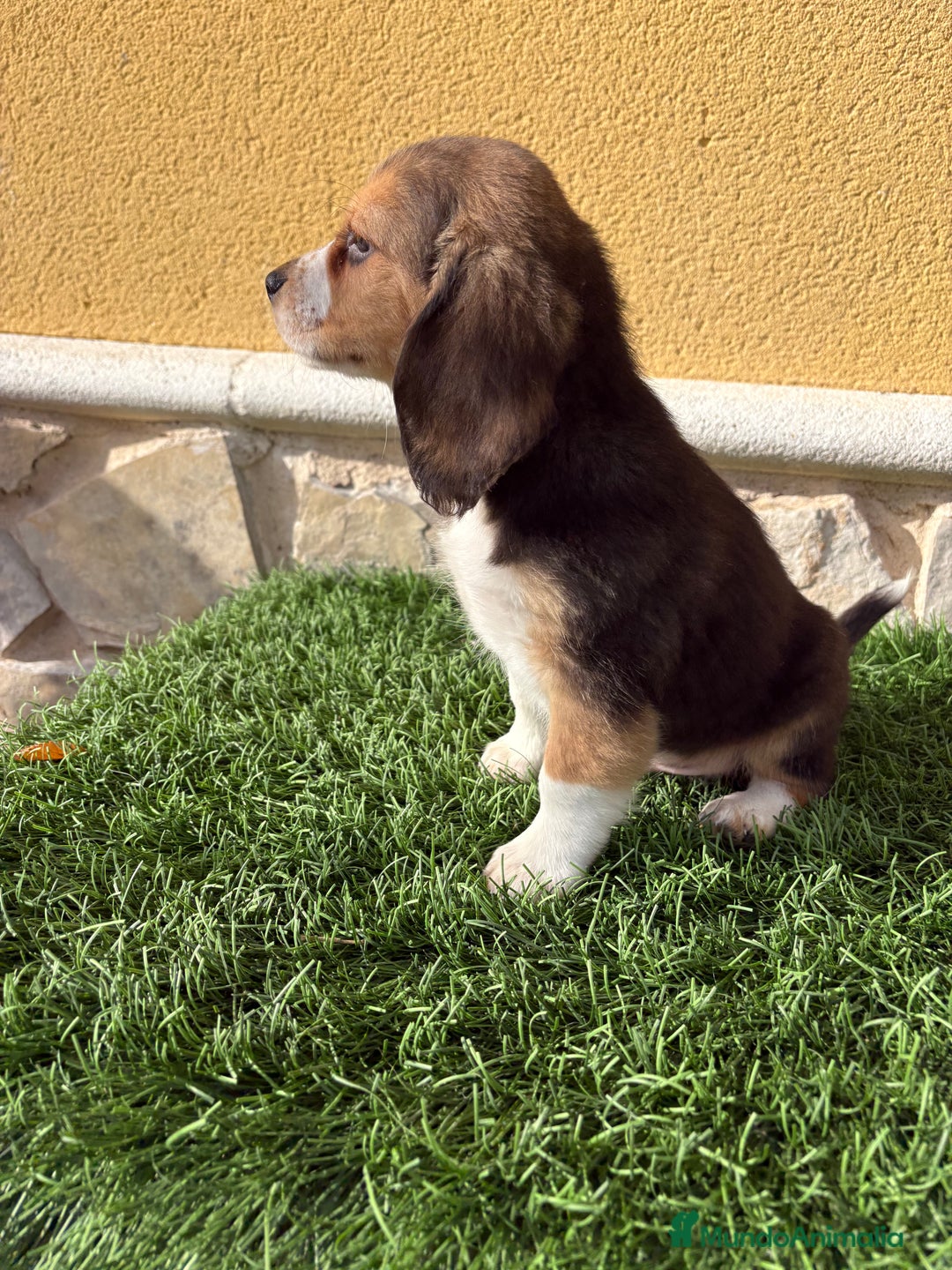 Beagle perros en venta: Espectacular cachorro de Beagle - Anuncio 10
