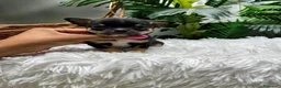 Chihuahua perros en venta: CHIHUAHUA 💙 - Anuncio 8