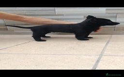 Pastor Belga Malinois perros en venta: Pastor Belga Malinois  - Imagen 5