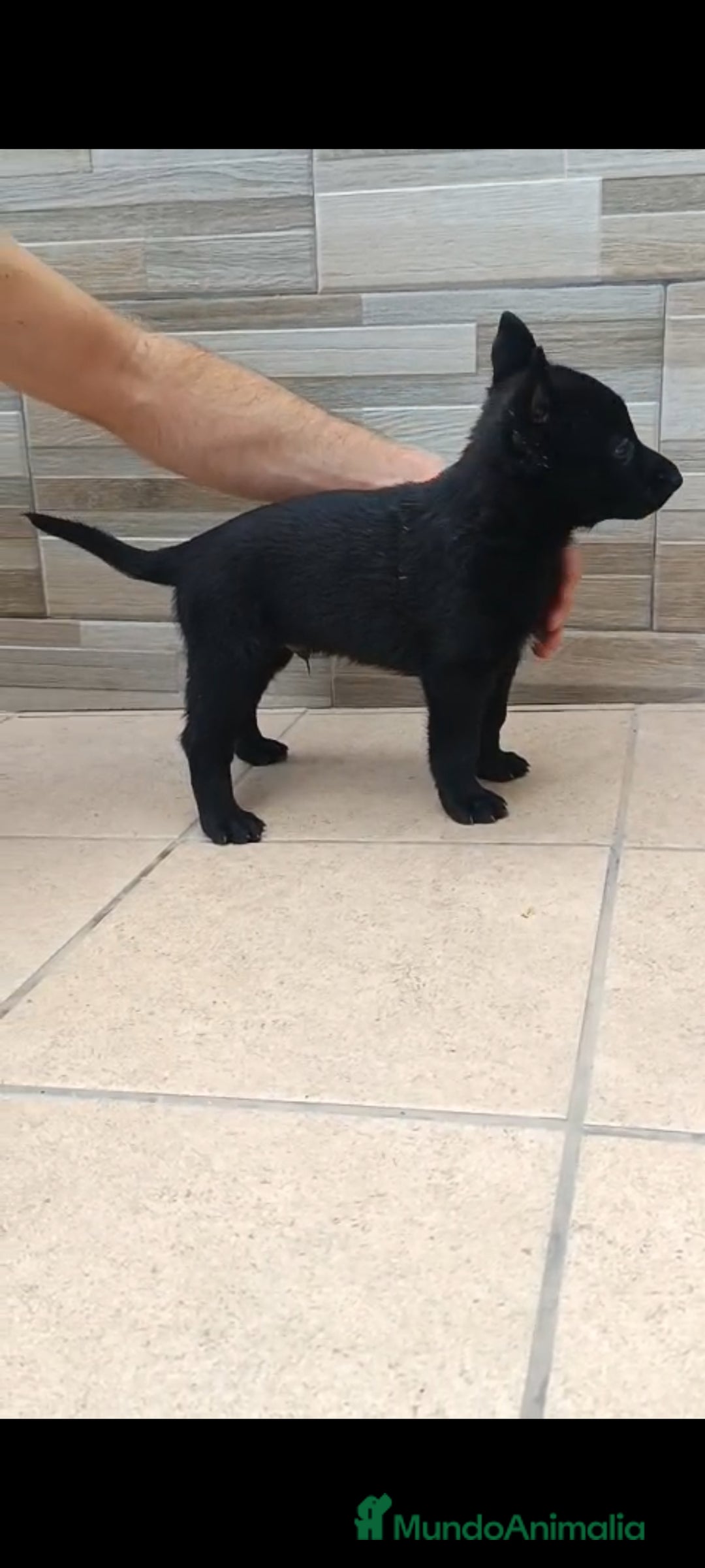 Pastor Belga Malinois perros en venta: Pastor Belga Malinois  - Imagen 5