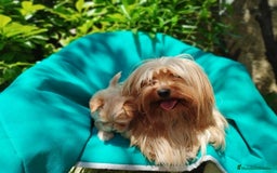 Biewer Yorkshire Terrier a la Pom Pon perros en venta: Biewer y golden con pedigree - Imagen 2