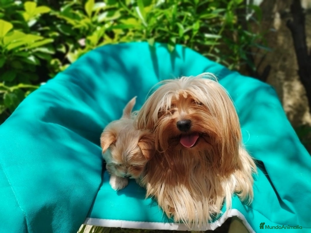 Biewer Yorkshire Terrier a la Pom Pon perros en venta: Biewer y golden con pedigree - Imagen 2