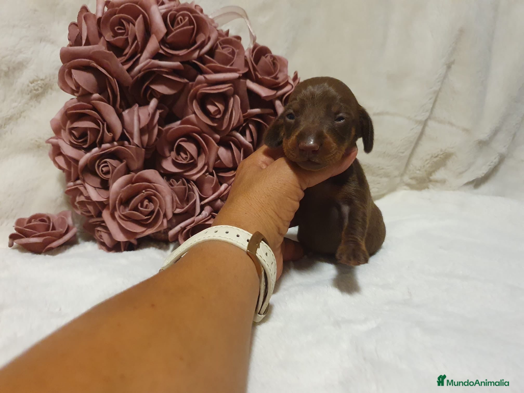 Teckel perros Teckel hembra chocolate  - Anuncio 1