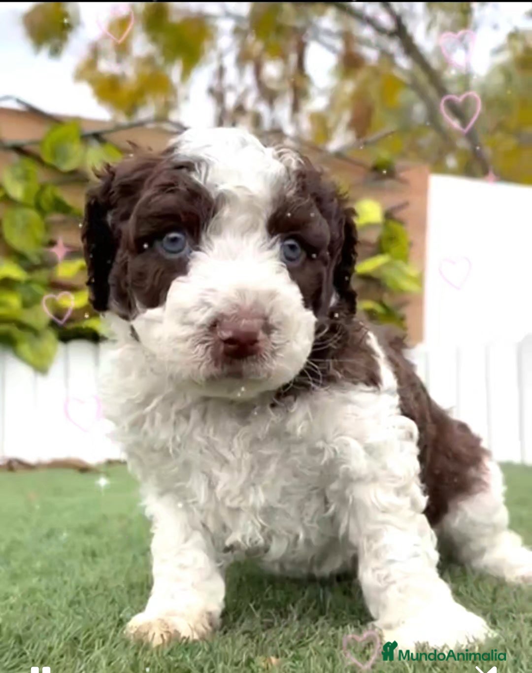 Perro de Agua Español perros en venta: PERRO DE AGUA ESPAÑOL - Anuncio 1