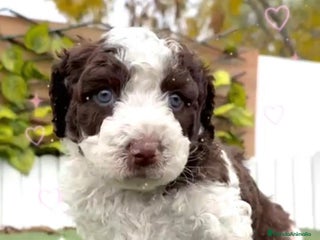 Perro de Agua Español perros PERRO DE AGUA ESPAÑOL - Anuncio 1