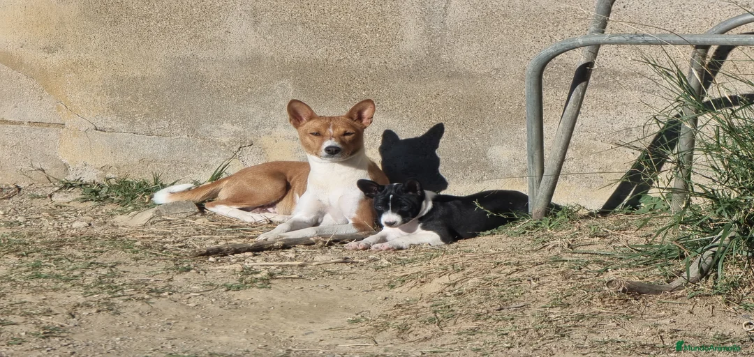 Imagen de galería {{count}}