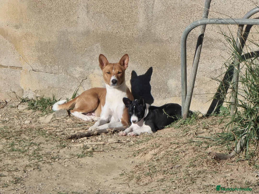 Imagen de galería {{count}}