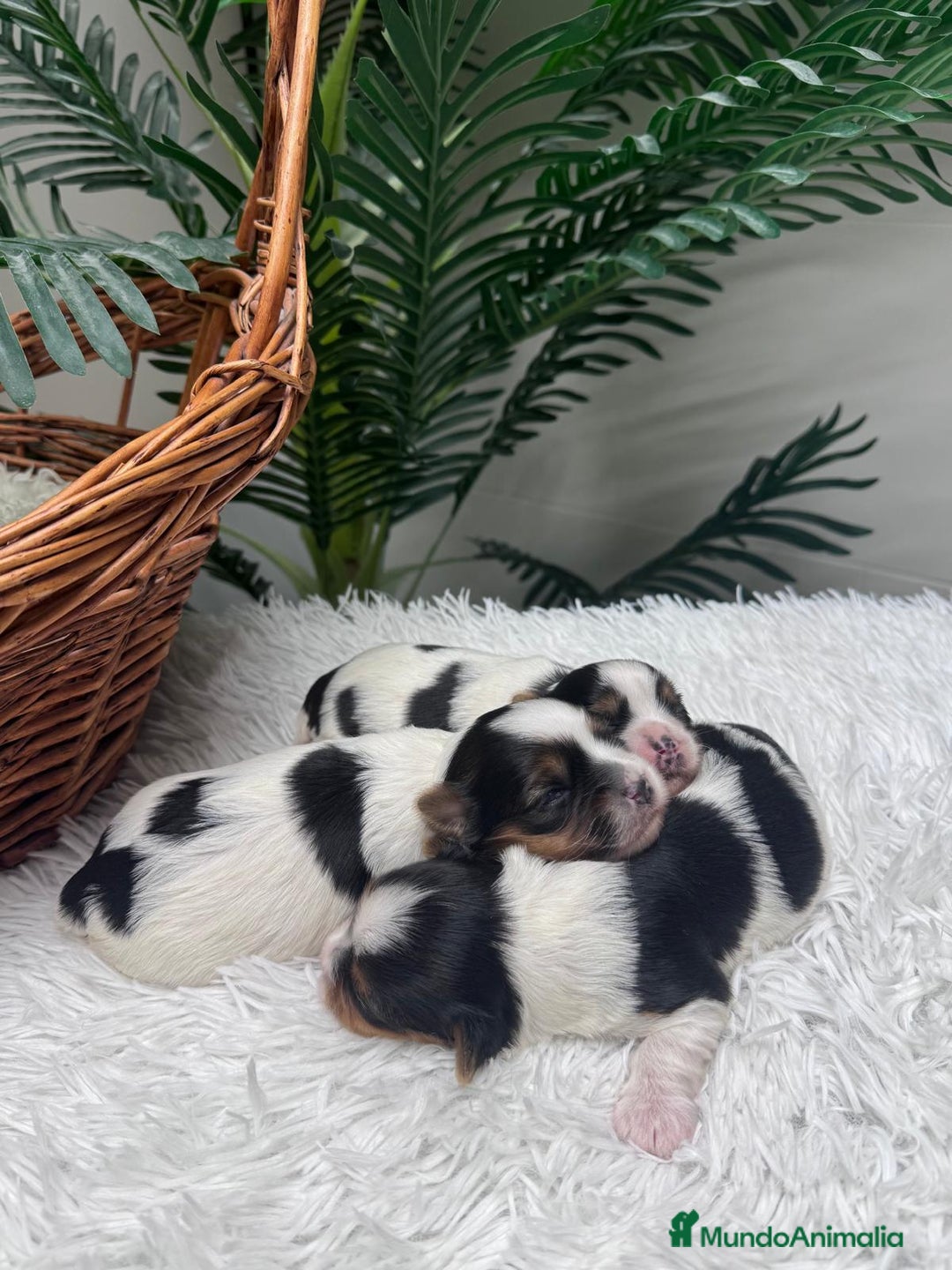 Yorkshire Terrier perros en venta: YORKSHIRE BIEWER - Anuncio 3