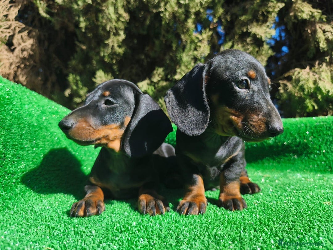Teckel perros en venta: Teckel Negro-fuego - Imagen 2