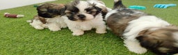 Shih Tzu perros en venta: shih tzu - Anuncio 4