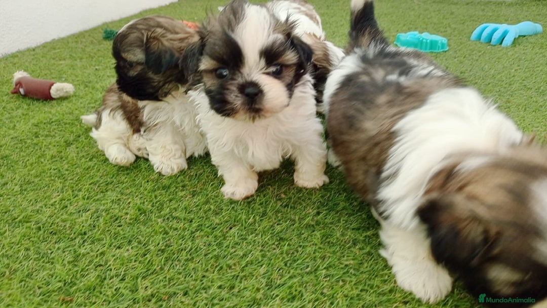 Shih Tzu perros en venta: shih tzu - Anuncio 4