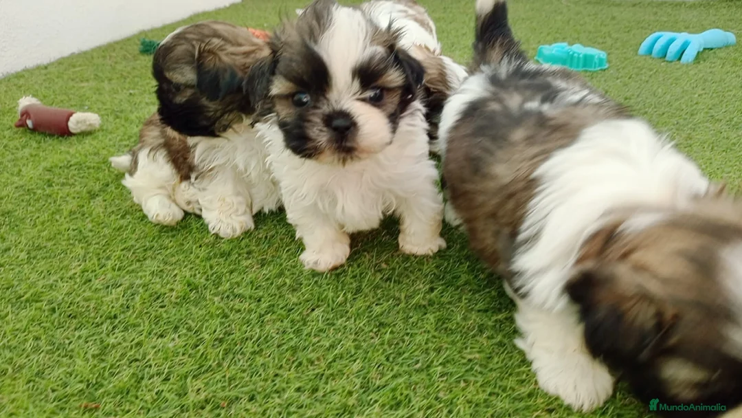 Shih Tzu perros en venta: shih tzu - Anuncio 5