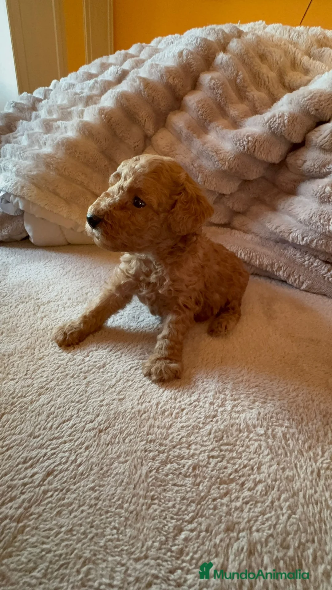 Caniche Toy perros en venta: Caniche toy  - Anuncio 11