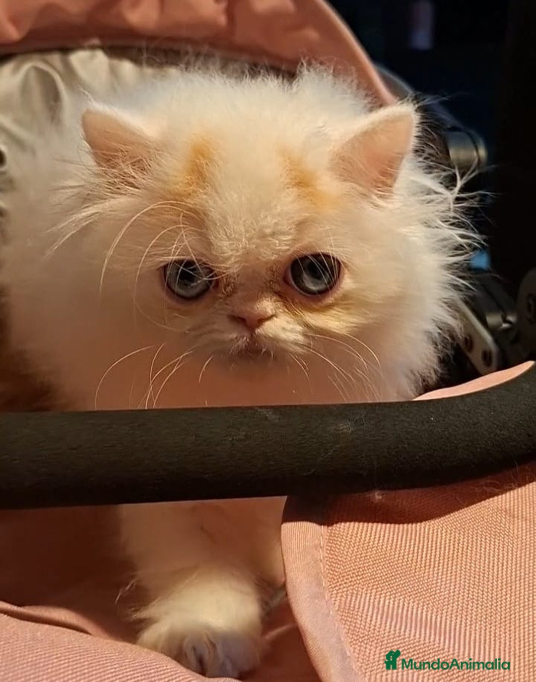 Persa gatos en venta: Precioso Gato Persa  - Anuncio 8