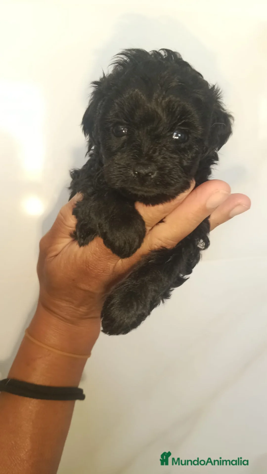 Caniche Toy perros en venta: Espectácular camada de Caniches 🐶🐾 en Cádiz - Anuncio 2
