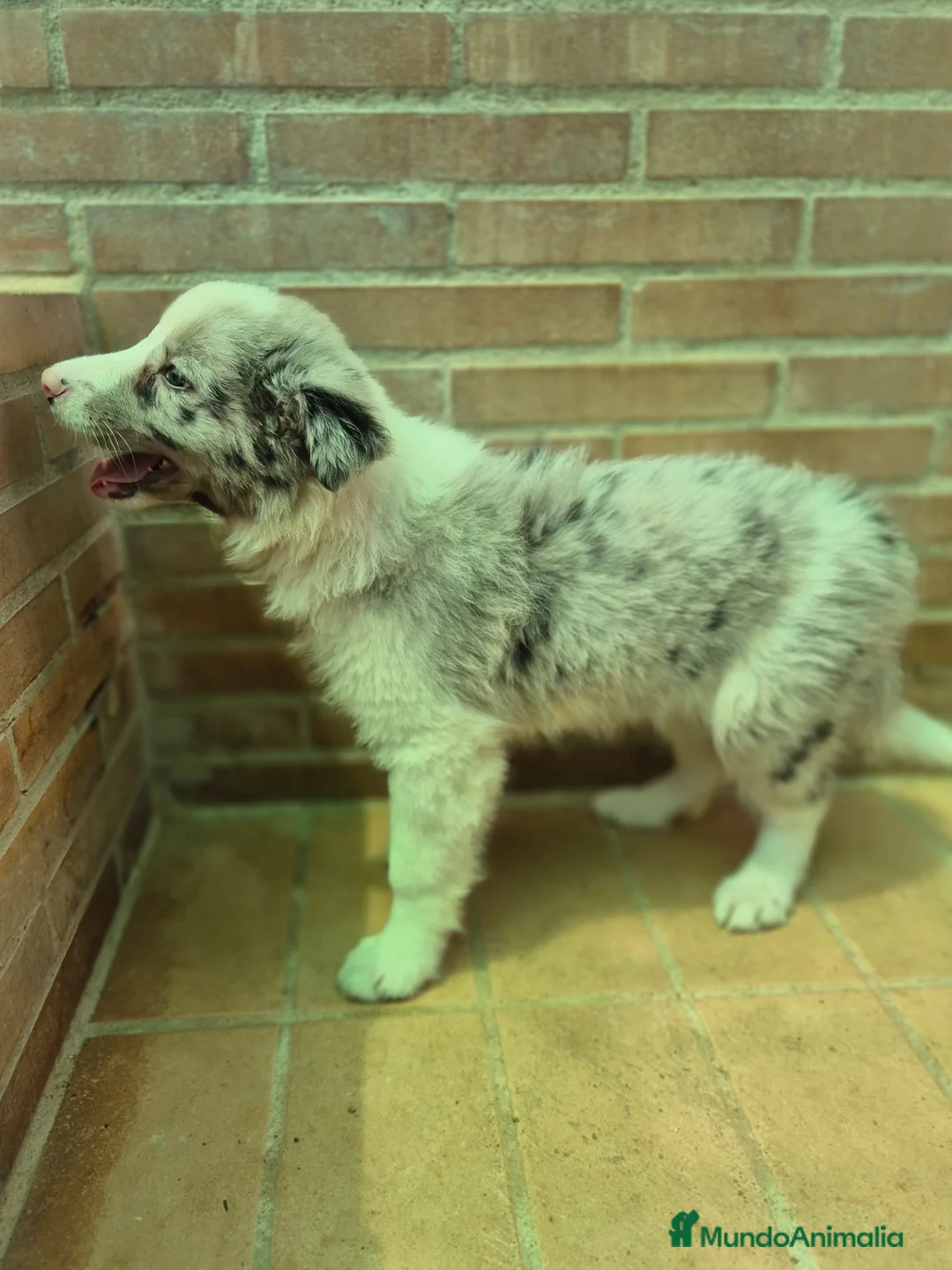 Border Collie perros en venta: Border collie merles y negro y blanco  - Anuncio 7