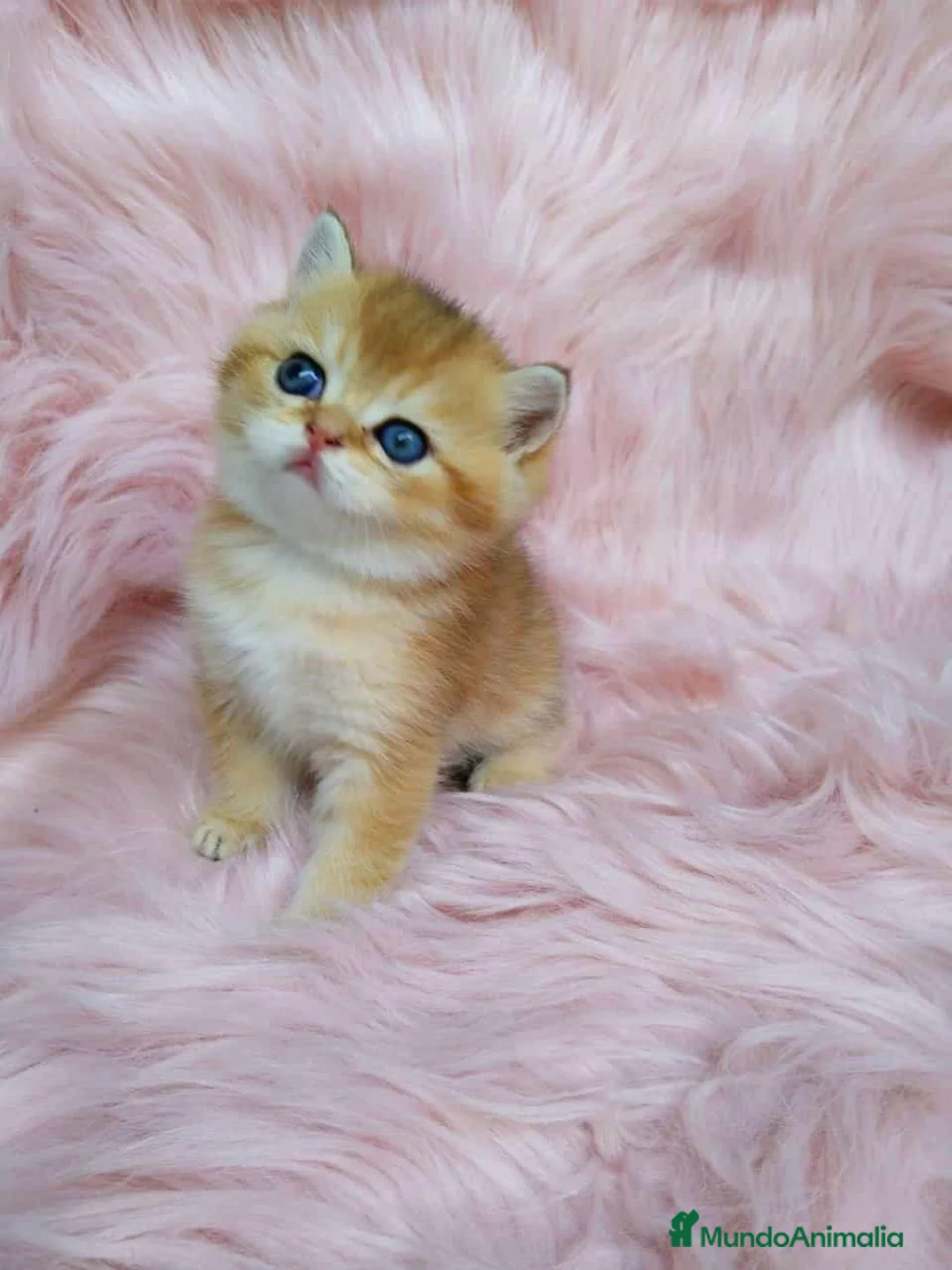 Brasileño de Pelo Corto gatos en venta: British golden - Anuncio 2