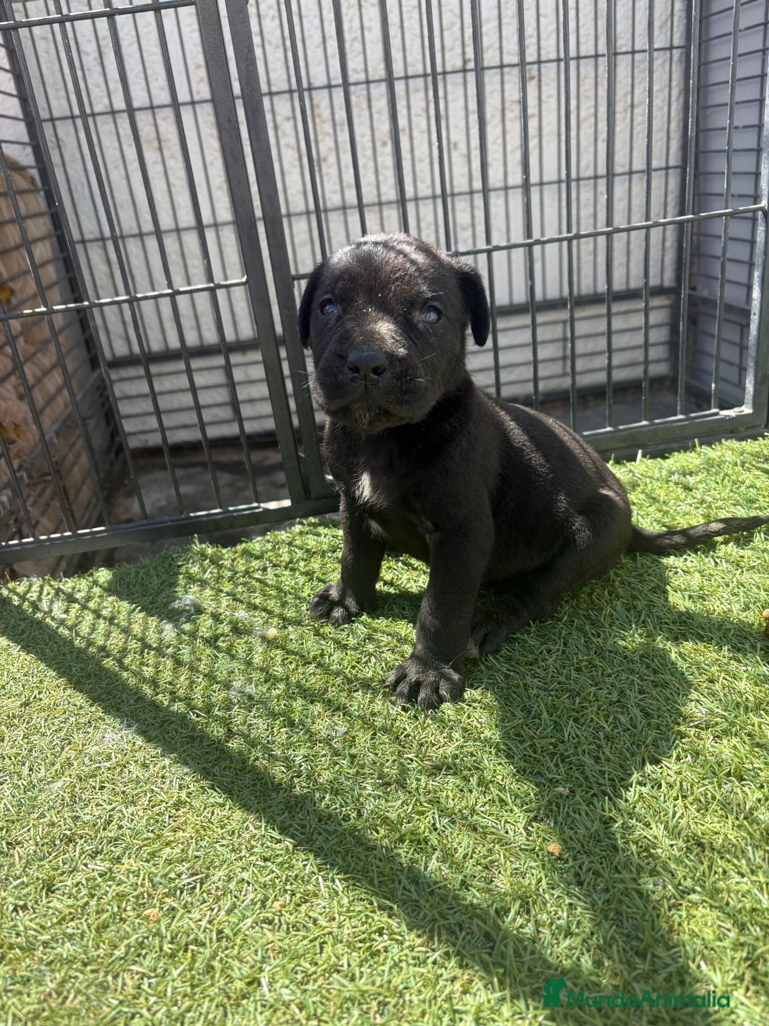 Cane Corso perros Cane Corso 3 Machos - Anuncio 1